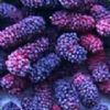 Mulberry Fruit Extract